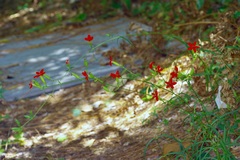 Silene subciliata, photograph (c) Michelle W. （鍾偉瑋）, some rights reserved (CC BY)