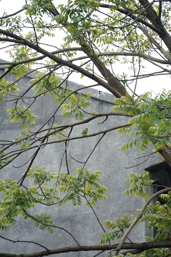 Collared Finchbill