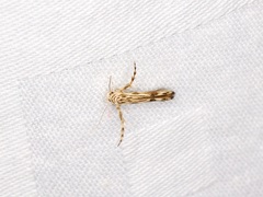 Stathmopoda stimulata