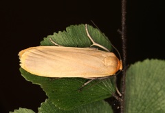 Danielithosia immaculata