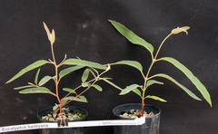 Eucalyptus baileyana