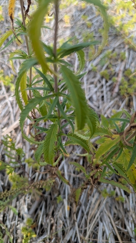 Long-leaved Speedwell
