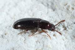 Pharaxonotha kirschii