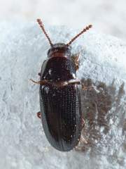 Pharaxonotha kirschii