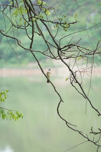 Light-vented Bulbul