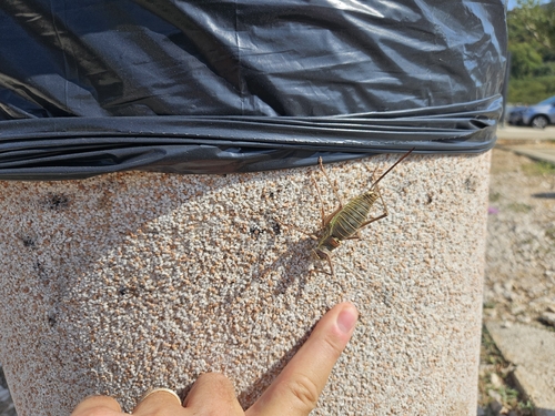 Dalmatian Saddle Bush-cricket