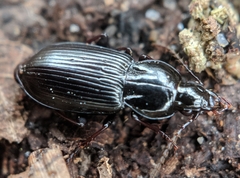 Pterostichus mutus