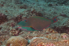 Cetoscarus ocellatus