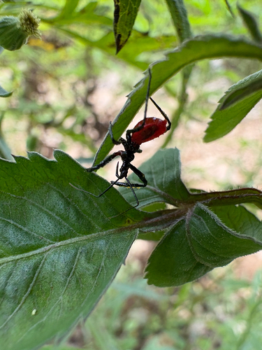 Velinus rufiventris