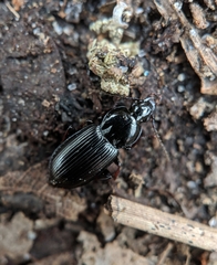 Pterostichus mutus