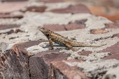 Sceloporus spinosus