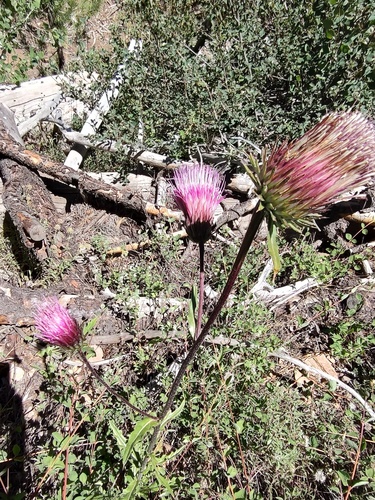 iNaturalist observation photo of Anderson's thistle