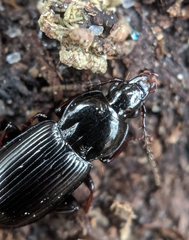 Pterostichus mutus