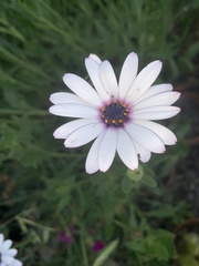 Dimorphotheca pluvialis
