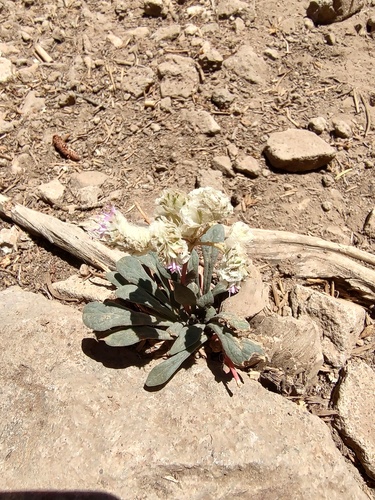 iNaturalist observation photo of One-seeded Pussypaws