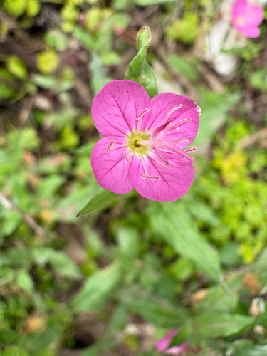 rose evening primrose
