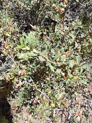 iNaturalist observation photo of Dicots