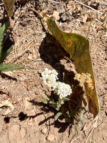 iNaturalist observation photo of common yarrow
