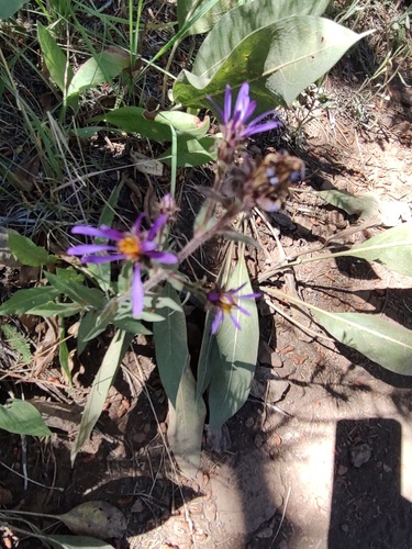 iNaturalist observation photo of thickstem aster