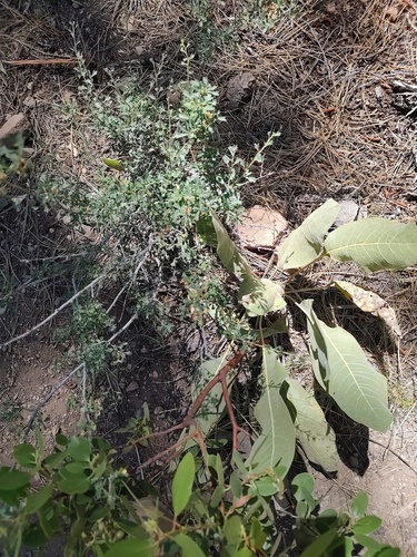 iNaturalist observation photo of woolly mule's ears