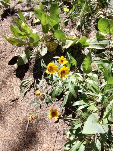 iNaturalist observation photo of California Dwarf Sunflower