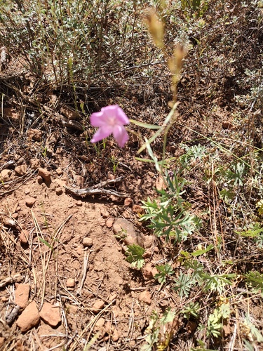 iNaturalist observation photo of Waxy Checkerbloom