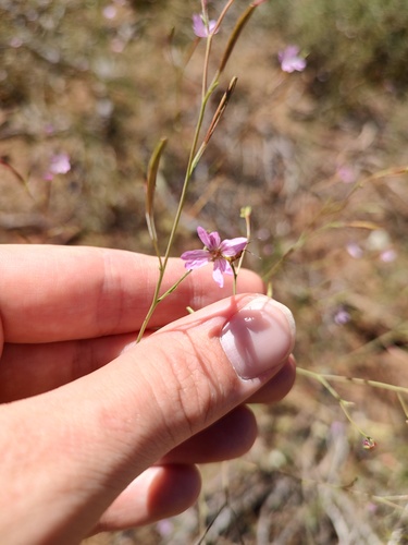 iNaturalist observation photo of panicled willowherb