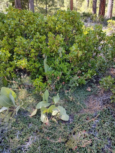iNaturalist observation photo of greenleaf manzanita