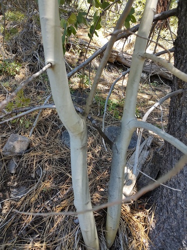 iNaturalist observation photo of quaking aspen
