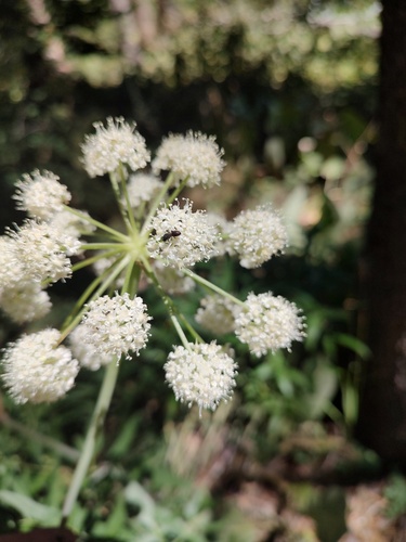 iNaturalist observation photo of angelicas