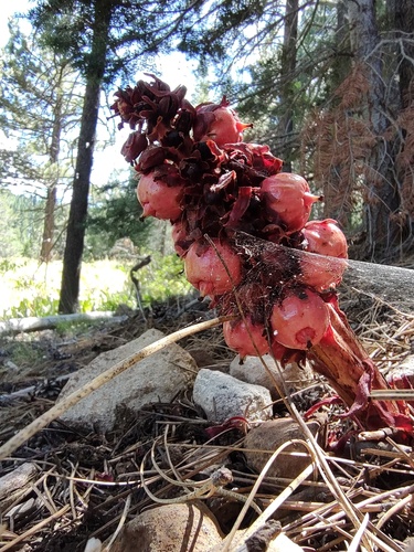 iNaturalist observation photo of Snowplant