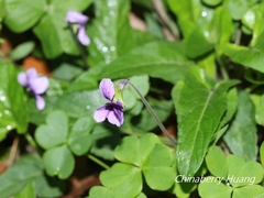 Viola confusa