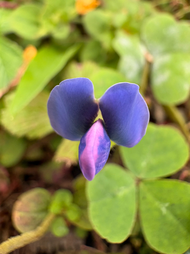 Shamrock Pea