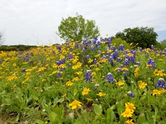 Amblyolepis setigera