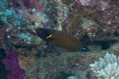 Labropsis xanthonota