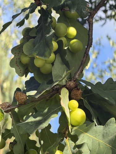 Cherry Gall Wasp