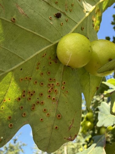 Silk-Button Spangle Gall Wasp
