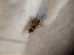 Xanthochilus
