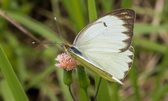 Ascia monuste orseis