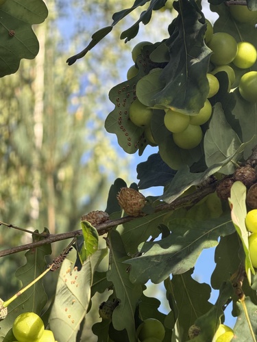 Oak Artichoke Gall Wasp