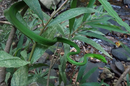 Photo of a Karnataka Whipsnake (Ahaetulla farnsworthi)