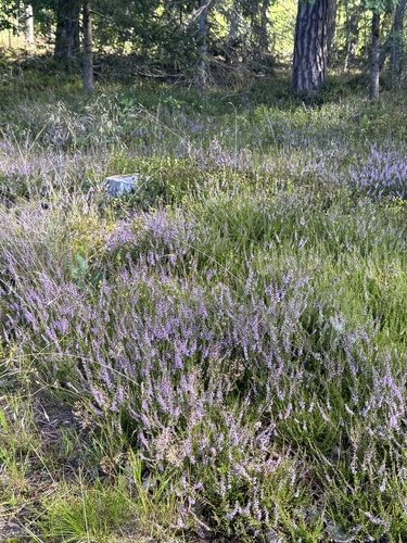 common heather
