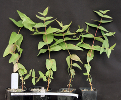 Eucalyptus macarthurii