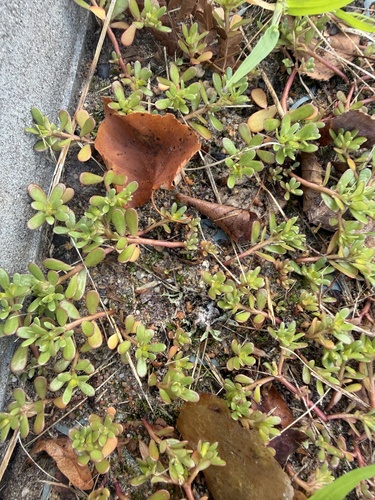 Common Purslane