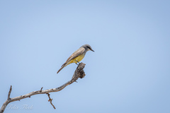 Tyrannus vociferans