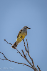 Tyrannus vociferans