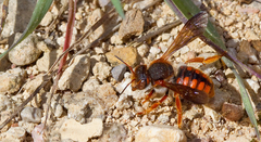 Rhodanthidium sticticum