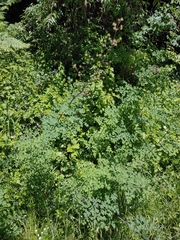 Thalictrum fendleri polycarpum