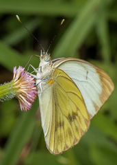 Ascia monuste orseis