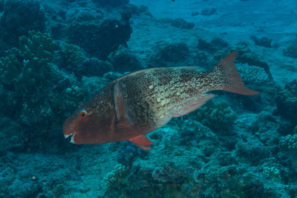 Redlip Parrotfish (Reef Fish of the Hawaiian Islands) · iNaturalist